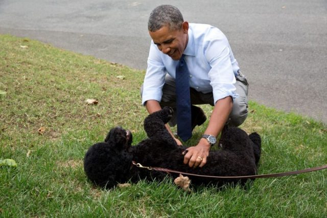 Barack Obama plays with Sunny,