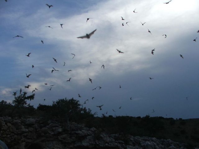 Bats flying near Frio Cave in Concan, Texas. Photo by dizfunkshinal CC BY 2.0