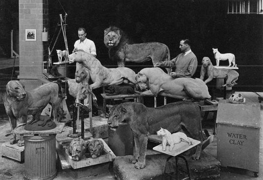 Carl Akeley preparing lions for lions diorama