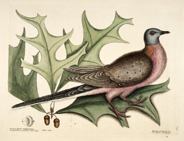 Earliest published illustration of the species (a male), Mark Catesby, 1731.