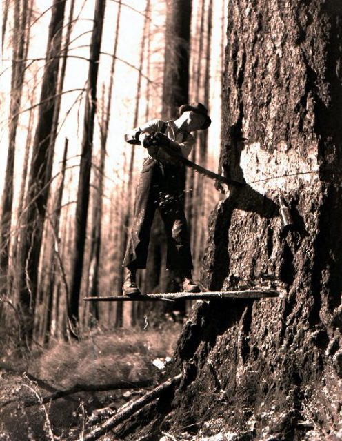 Faller working on a burned tree