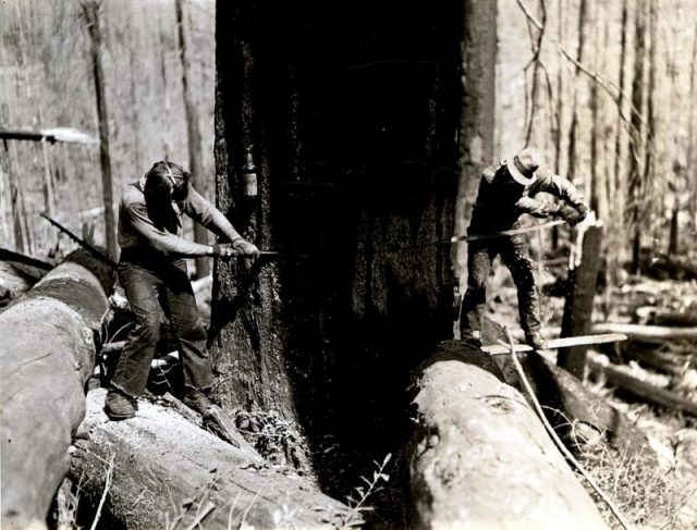Fallers cutting fire-killed Douglas-fir. Bonlokke operation.