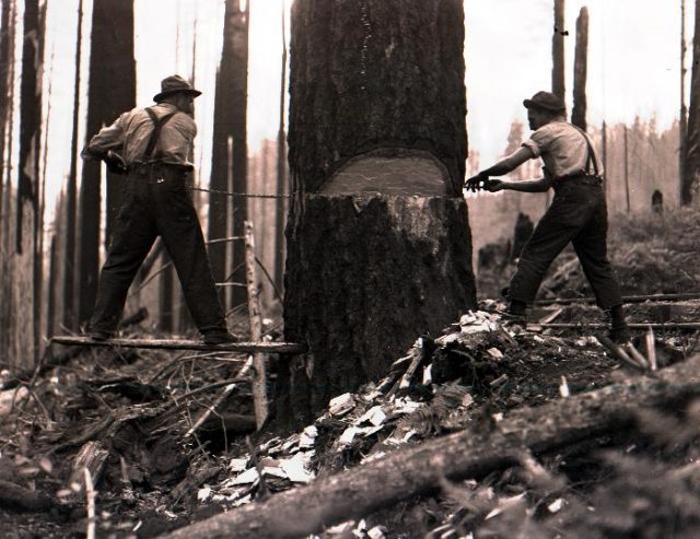 Fallers on the Anliker area of the Tillamook Burn, Oregon.
