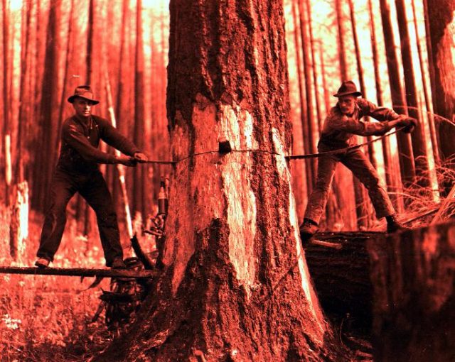 Fallers working on a burned tree. Rhyne operation, Tillamook Burn, Oregon.