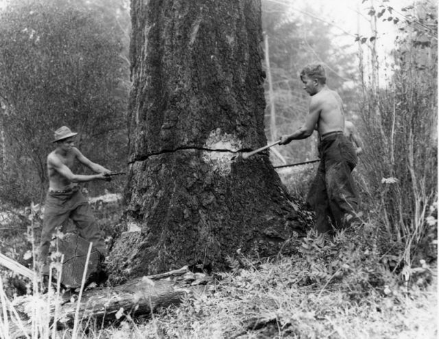 Felling snags on fire line around the Coquille CCC camp.