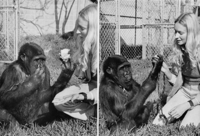 Koko the Gorilla Using Sign Language. Photo by Betaman Getty Images
