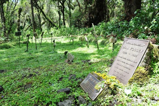 The grave of Dian Fossey – some of her gorillas are laid to rest nearby. Photo by Zinkiol CC BY SA 4.0