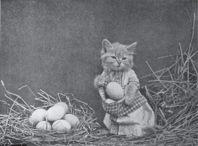 An adorable Easter kitten?
