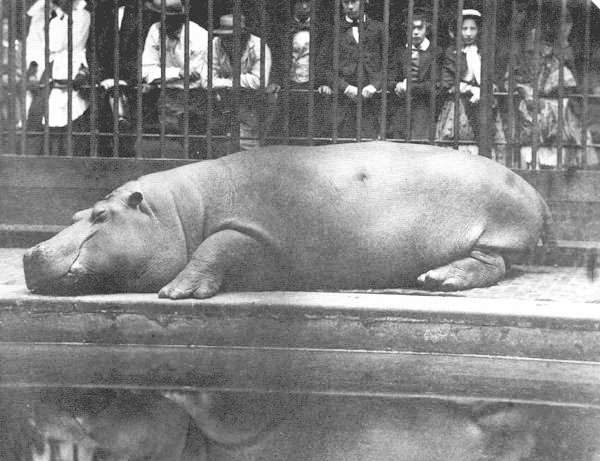 Hippo at London Zoo in 1852.