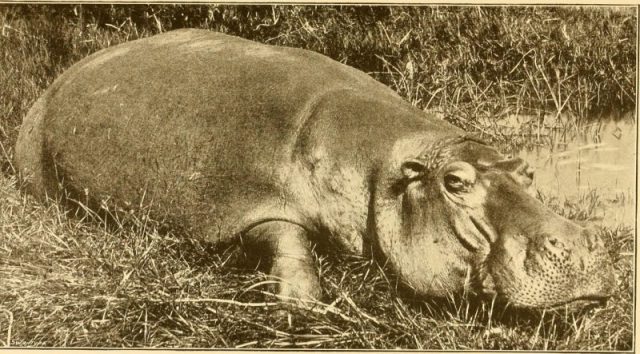 Hippo, 1908.