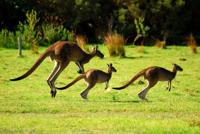 3 wild kangaroos family hopping or jumping in the green grass