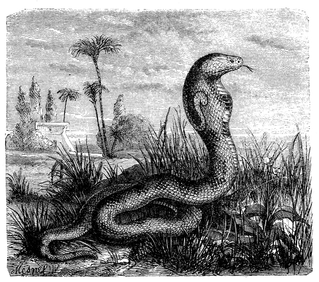 Antique illustration of Indian cobra (Naja naja)