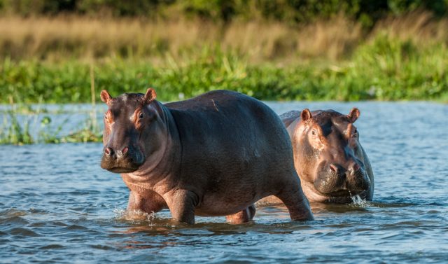 Two common hippopotamuses in the water.