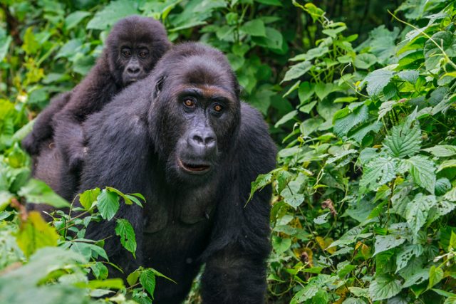 Young Eastern Lowland Gorilla (gorilla beringei graueri) is riding on the back of the mother in the green jungle. Location: Kahuzi Biega National Park, South Kivu, DR Congo, Africa. Shot in wildlife.