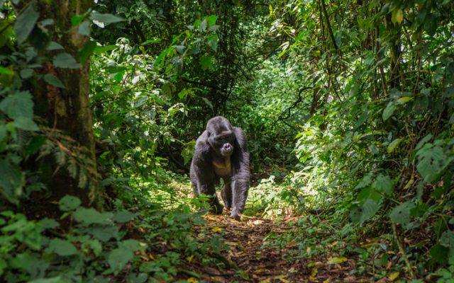 Dominant male mountain gorilla in rainforest. Bwindi Impenetrable Forest National Park, Uganda.