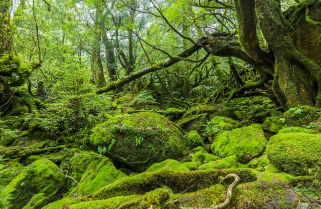 This mystical forest was used for the animated movie “Princess Mononoke”u201d, directed by Hayao Miyazaki.