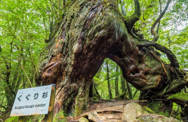 This big cedar (sugi) is located in Shiratani Unsuikyo Ravine. Its origin of “u201cKuguri”means go through a cedar for trekking.