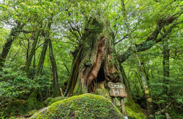 Yakushima Island is located in Kagoshima prefecture, southern part of Kyusyu, Japan. There is a subtropical zone and it’s covered by an extensive cedar (sugi) forest. This stump is called NIdai-Ohsugi in Shiratani Unsuikyo Ravine.