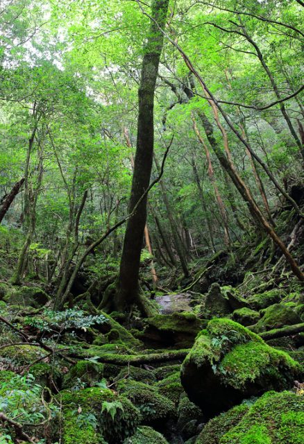 Massive green foliage in the deepest woods of Shiratani Unsuikyo Ravine nature park.