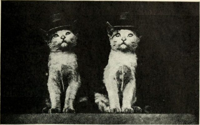 Cats in hats – we wonder if they were the inspiration for Dr. Seuss