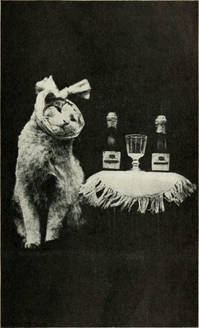 Poor puss is too unwell to enjoy a champagne celebration