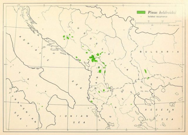 Map 28. Pinus heldreichii distribution