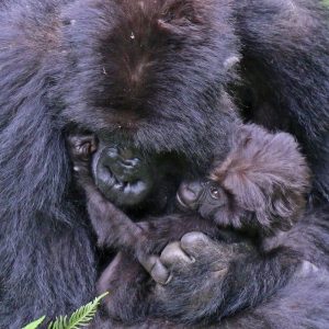 Mountain gorilla (Gorilla beringei beringei), mother with baby, Titus Group, Rwanda. Photo by Sharp Photography CC BY-SA 4.0