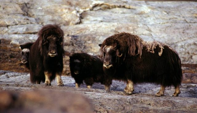 Muskoxen family. Photo by Hannes Grobe CC BY SA 2.5