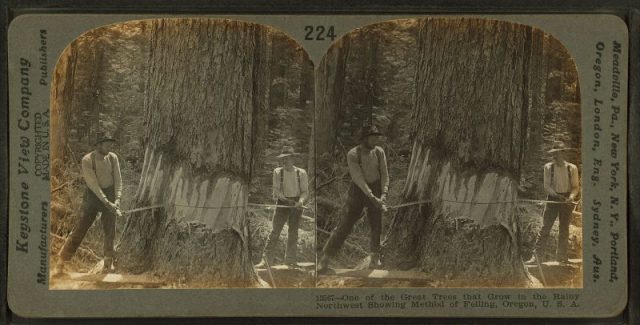 One of the great trees that grow in the rainy northwest, showing method of felling. Oregon, U.S.A, by Keystone View Company.