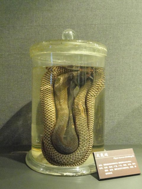 Preserved cobra