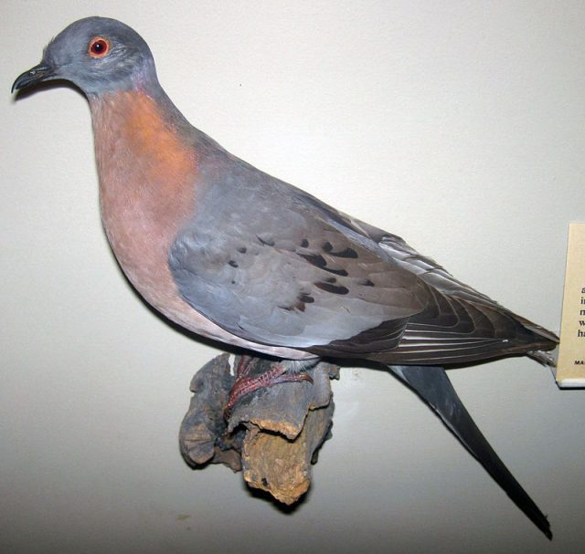 Stuffed male passenger pigeon, Field Museum of Natural History. Photo by James St. John CC BY 2.0