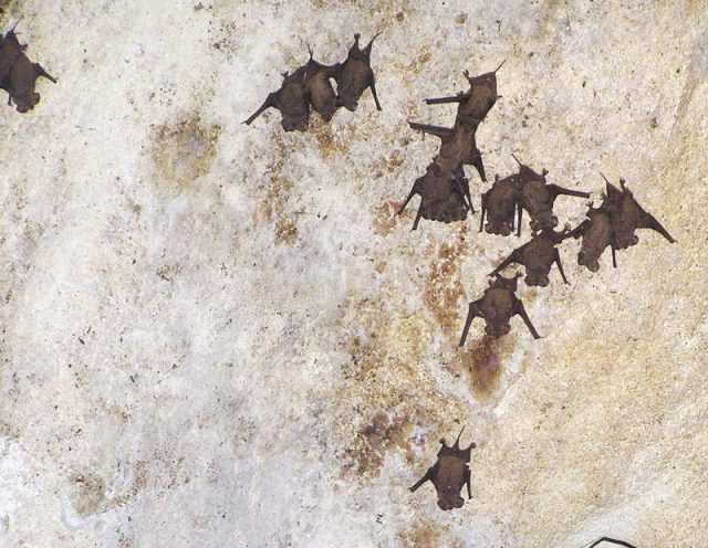 Free-tailed bats roosting in a cave in the Bahamas.