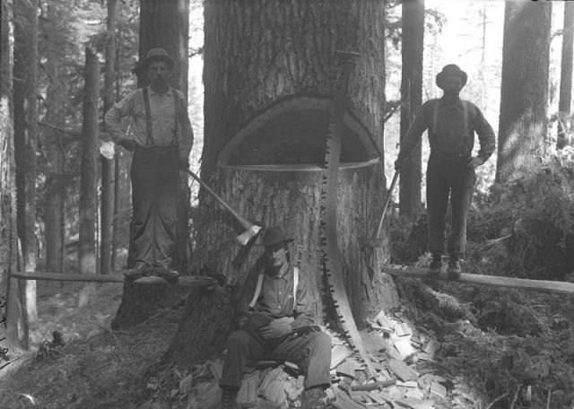 Three men taking a breather after undercutting the tree, 1910.