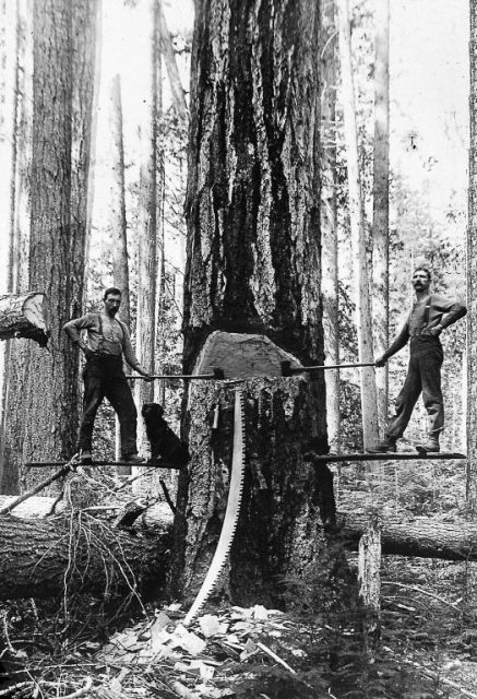 Two men chopping down a large tree, 1895.