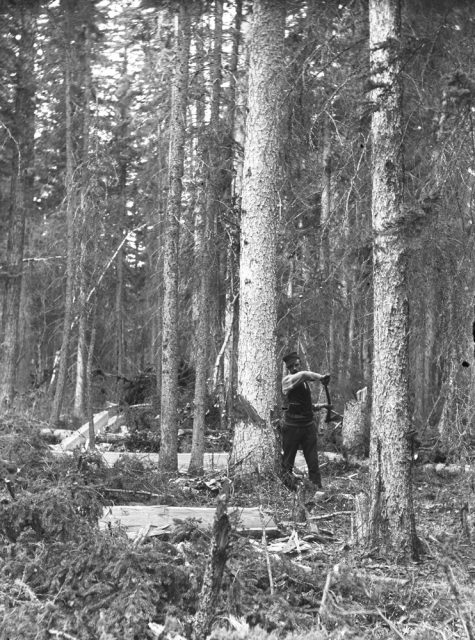 Unidentified man (possibly Robert Brebner) clearing trees from the Brebner homestead, c. 1900. Spruce Grove, Alberta. From the Robert McKay Brebner fonds.