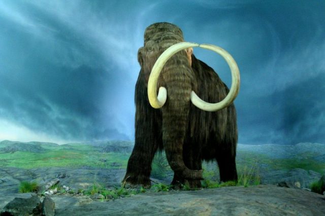 Woolly mammoth model at the Royal BC Museum, Victoria, British Columbia Photo Tracy O CC BY-SA 2.0