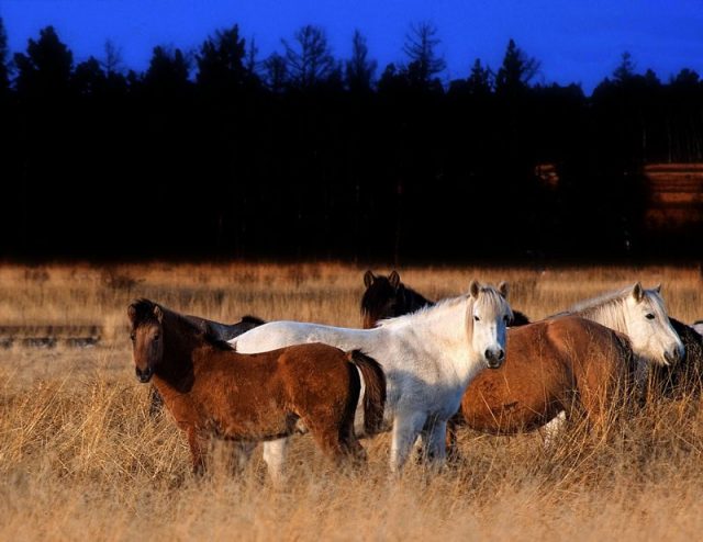 Yakutian horses. Photo UnarovMV CC BY 3.0