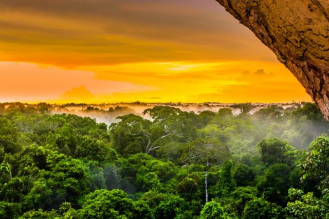 Amazonian jungle seen from above