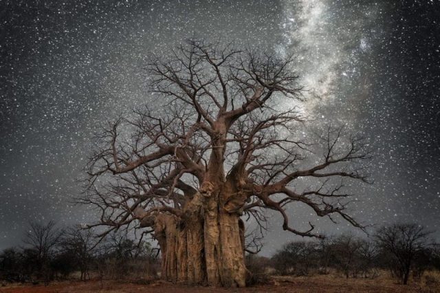 Lacerta. Photo by Beth Moon Photography