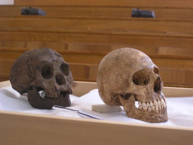 Cast of Homo floresiensis LB1 (left) compared to a microcephalic skull. Photo by Avandergeer from English Wikipedia CC BY 3.0