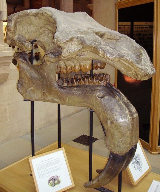 Deinotherium skull from Oxford University Museum of Natural History. Photo by Ballista CC BY-SA 3.0