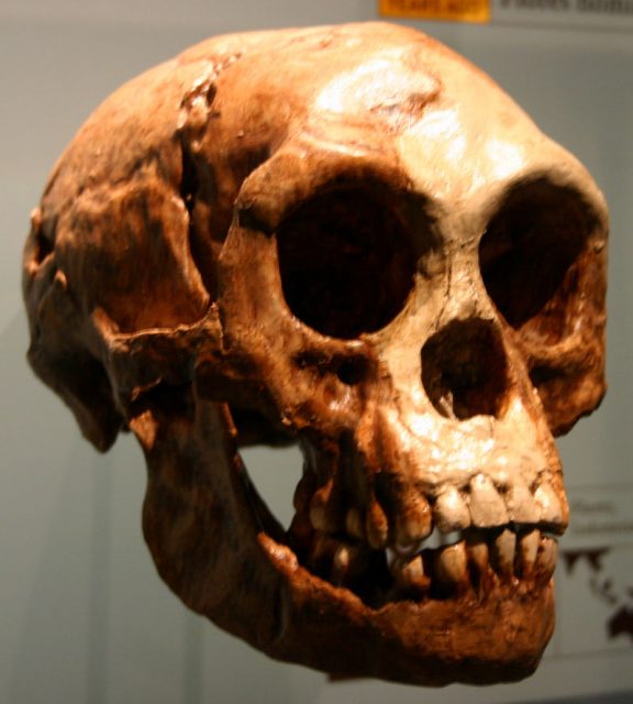 A cast of the Homo floresiensis skull, American Museum of Natural History. Photo by Ryan Somma CC BY-SA 2.0