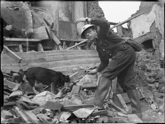 Air Raid Precautions Dog at work in Poplar, London, England, 1941.