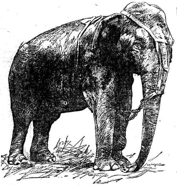 An illustration of Topsy, a female Asian elephant killed at a Coney Island, New York park by electrocution on January 4, 1903.