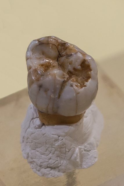 Denisovan molar discovered in Denisova Cave. Photo by Thilo Parg CC BY-SA 4.0