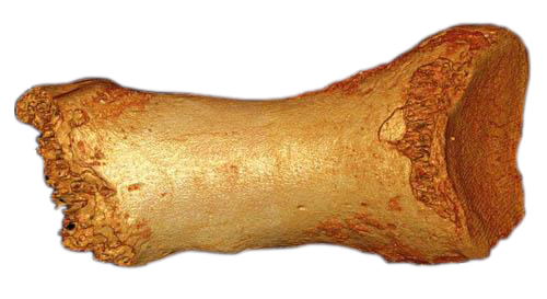 Dorsal view of the Denisova Neandertal toe bone. Photo by Bence Viola CC BY 4.0
