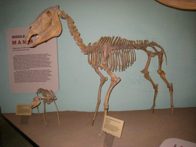 Mounted skeleton of a Hagerman horse.