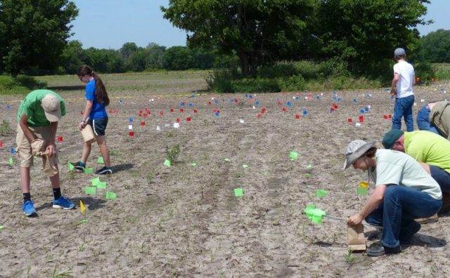 Researchers conducting a surface survey mark the locations of stone flakes, points, and tools with brightly colored flags. Photo by Donald Blakeslee