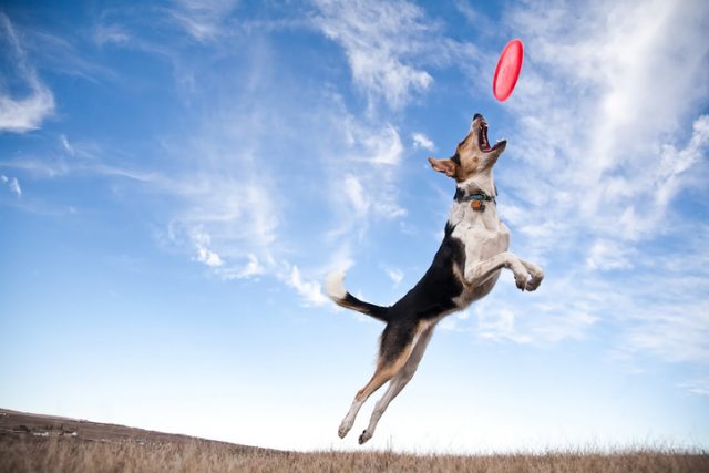 A dog jumping to catch a frisbee.