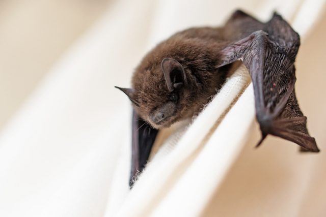 Common pipistrelle (Pipistrellus pipistrellus), a small bat